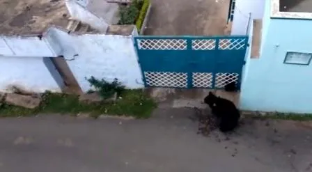 karadi 2